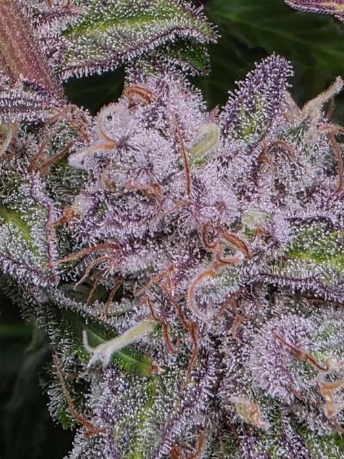 Chaos Grow die zweite. Week 14