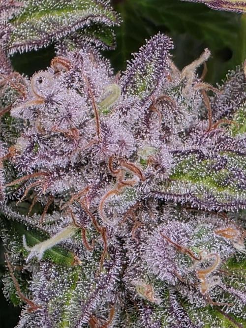 Chaos Grow die zweite. Week 14