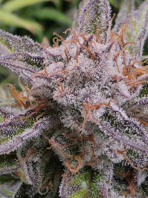 Chaos Grow die zweite. Week 14