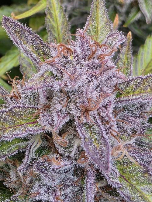 Chaos Grow die zweite. Week 14