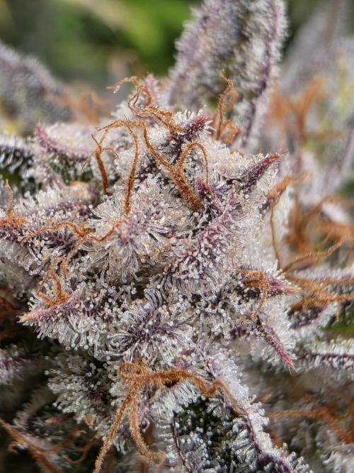 Chaos Grow die zweite. Week 14