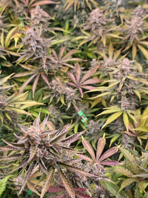 Chaos Grow die zweite. Week 14