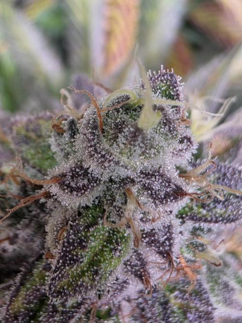 Chaos Grow die zweite. Week 14 - Papaya