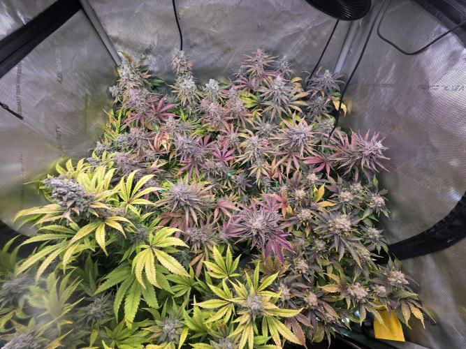 Chaos Grow die zweite. Week 15