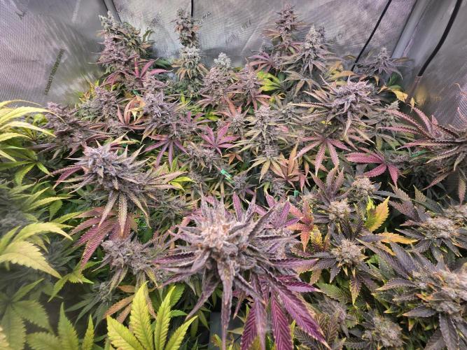 Chaos Grow die zweite. Week 16