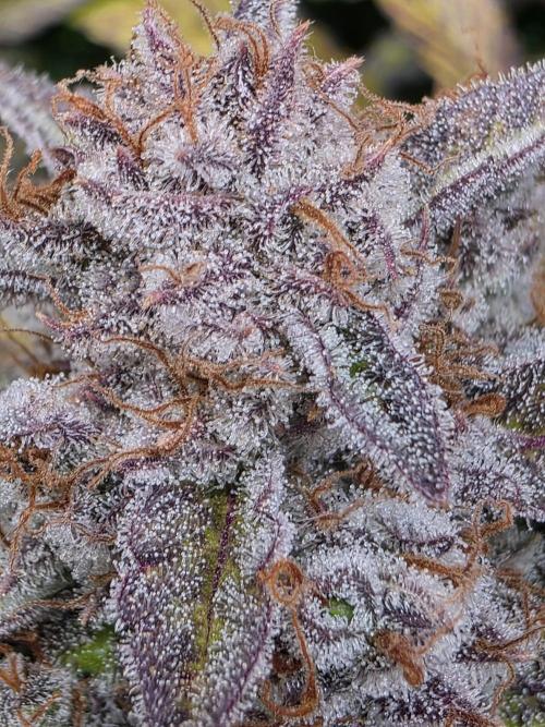 Chaos Grow die zweite. Week 16