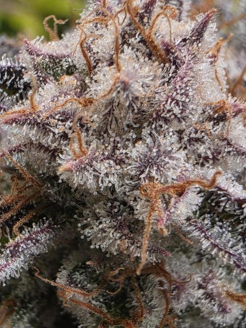 Chaos Grow die zweite. Week 16