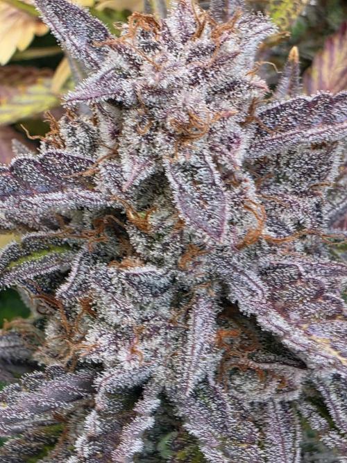 Chaos Grow die zweite. Week 16