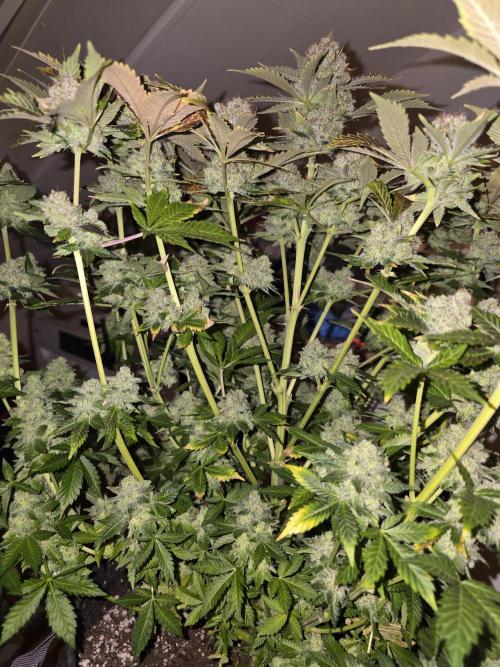 Chaos Grow die zweite. Week 16