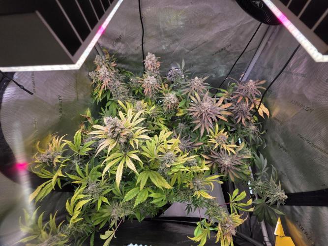 Chaos Grow die zweite. Week 15