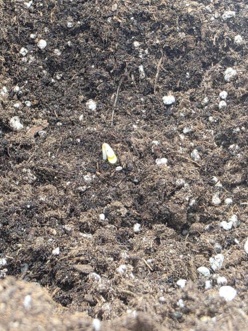 Auto Runde zwei. Week 1