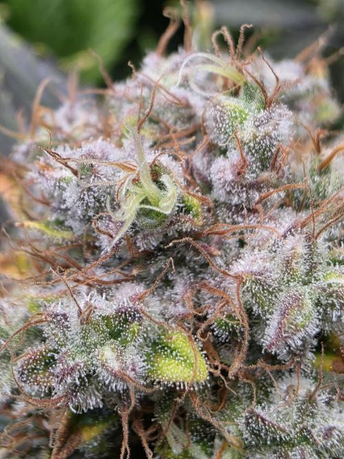 Chaos Grow die zweite. Week 16