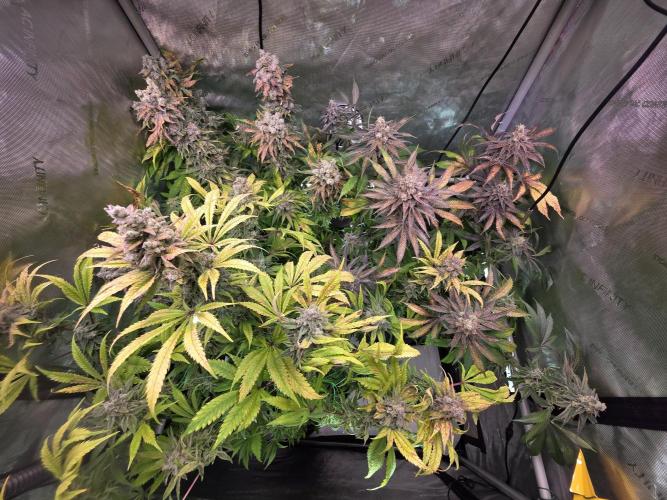 Chaos Grow die zweite. Week 16