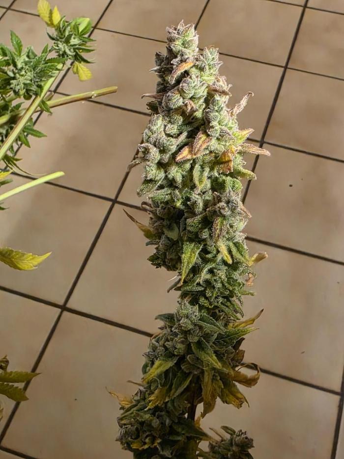 Chaos Grow die zweite. Week 16