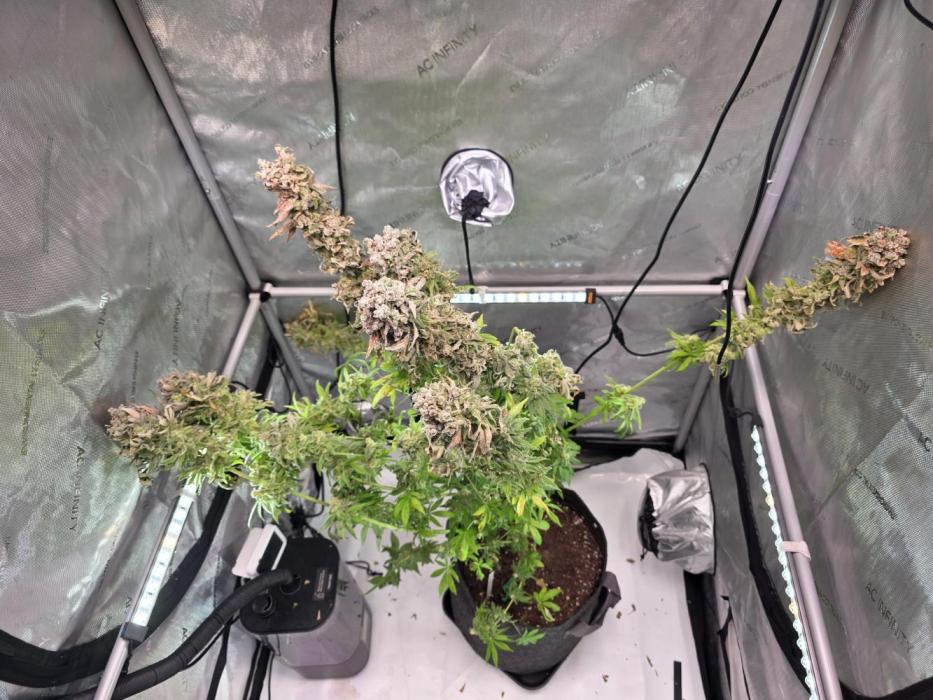 Chaos Grow die zweite. Week 16