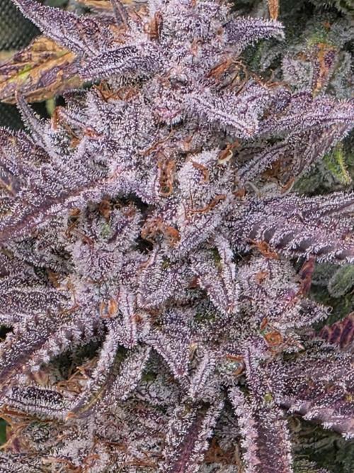 Chaos Grow die zweite. Week 15