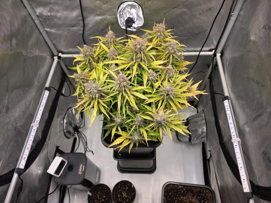 First Auto. Week 12