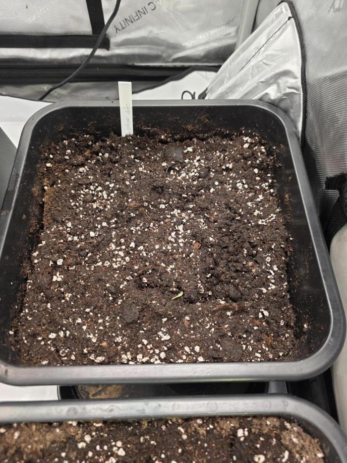 Imperium X Auto. Week 0