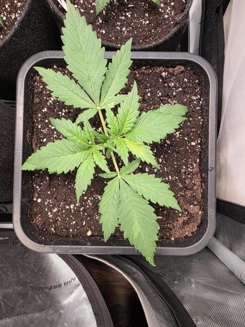 Auto Runde zwei. Week 2