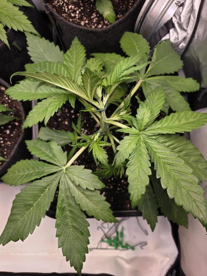 Auto Runde zwei. Week 3