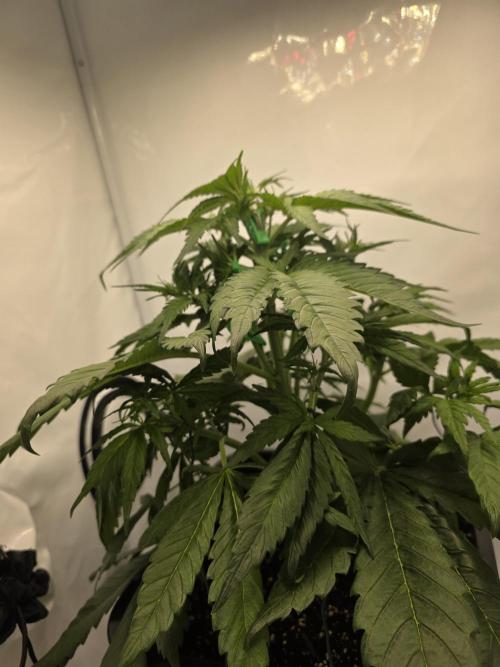 Auto Runde zwei. Week 4