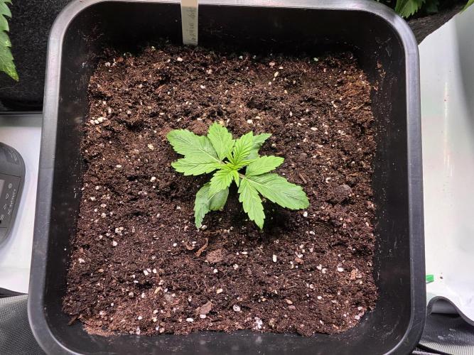 Imperium X Auto. Week 2