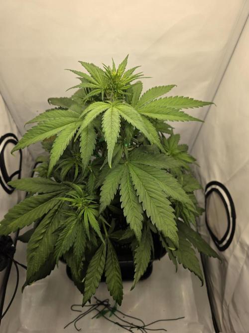 Auto Runde zwei. Week 5