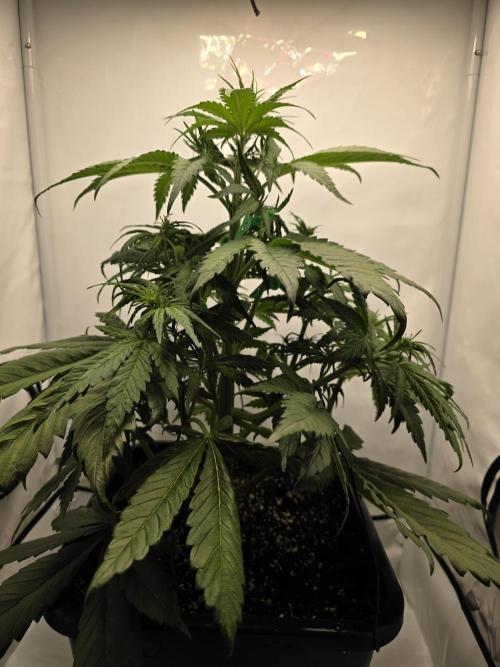 Auto Runde zwei. Week 5