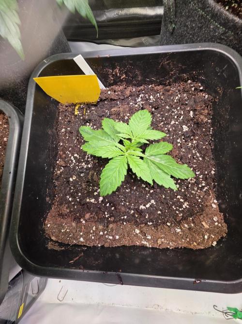 Imperium X Auto. Week 2