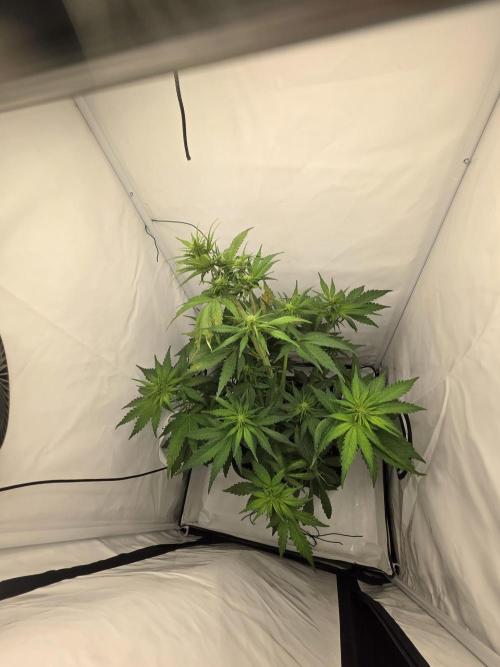 Auto Runde zwei. Week 6