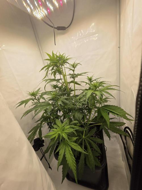 Auto Runde zwei. Week 6