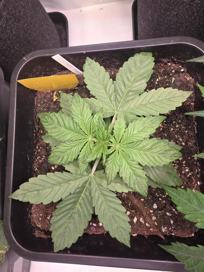 Imperium X Auto. Week 3