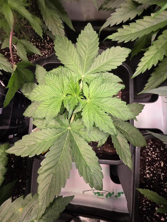 Imperium X Auto. Week 4
