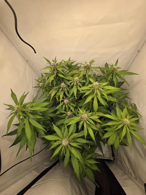 Auto Runde zwei. Week 7