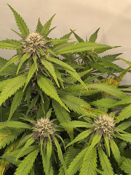 Auto Runde zwei. Week 7