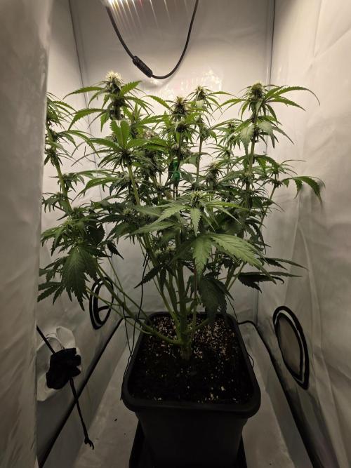 Auto Runde zwei. Week 7