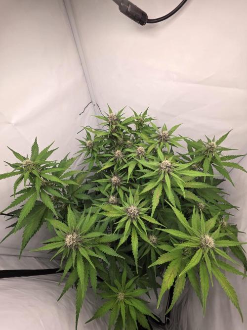 Auto Runde zwei. Week 7