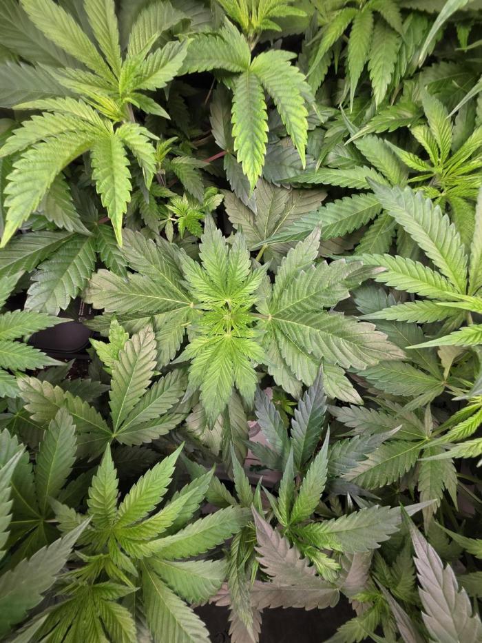 Imperium X Auto. Week 5