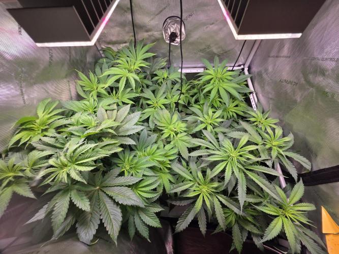 Anesia Run. Week 8 - Bt 5