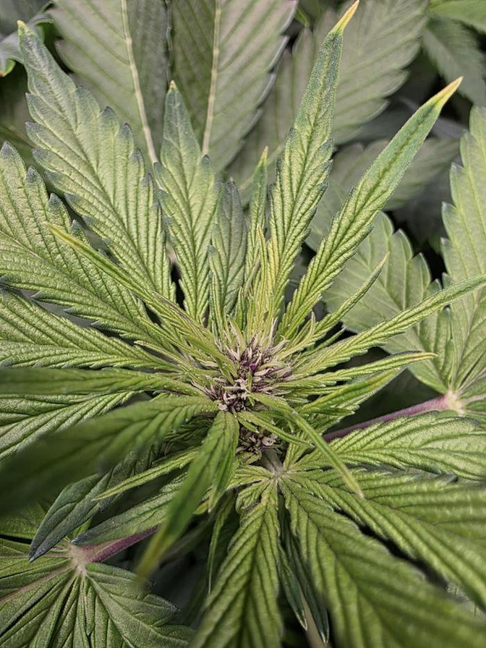 Imperium X Auto. Week 6