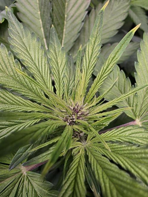 Imperium X Auto. Week 6