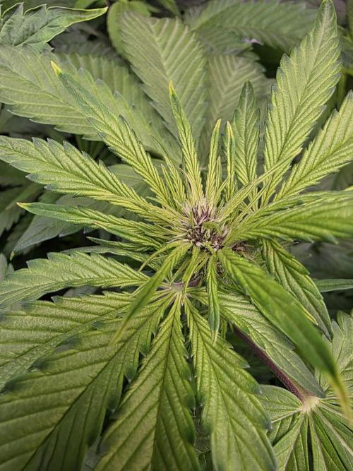 Imperium X Auto. Week 6