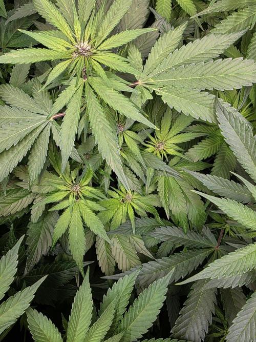 Imperium X Auto. Week 7