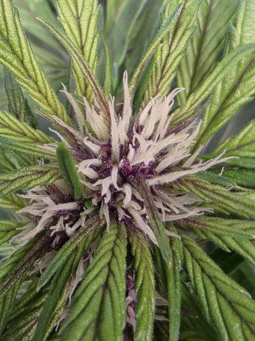 Imperium X Auto. Week 7