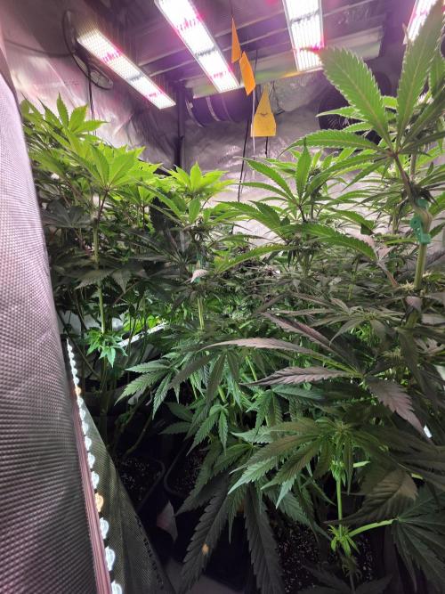 Anesia Run. Week 11