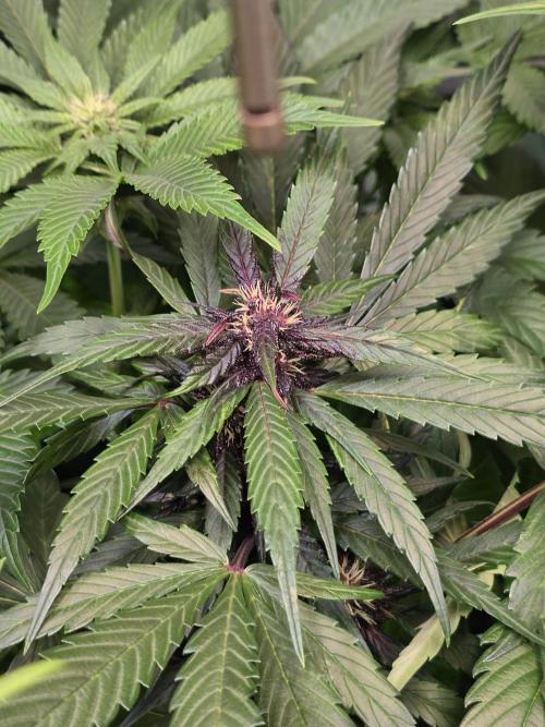 Imperium X Auto. Week 8