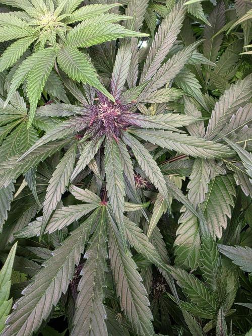 Imperium X Auto. Week 8