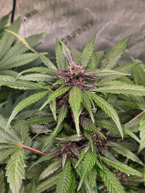 Imperium X Auto. Week 8