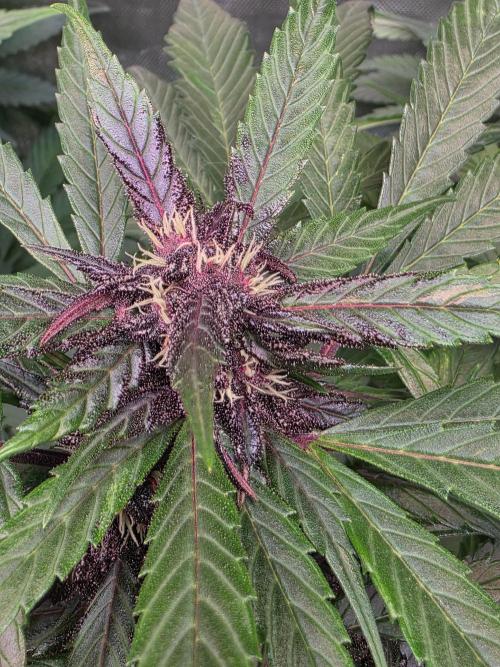 Imperium X Auto. Week 8