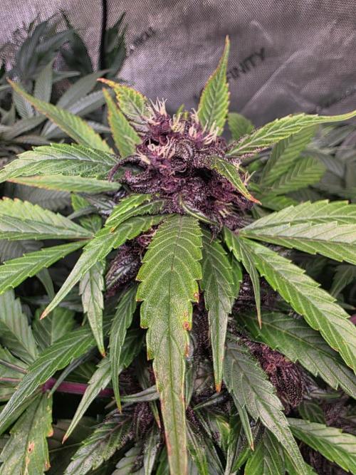 Imperium X Auto. Week 9